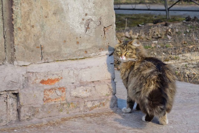 Котовторник 10.04.2012