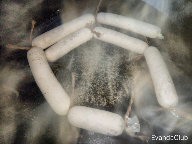 Сон в новогоднюю ночь