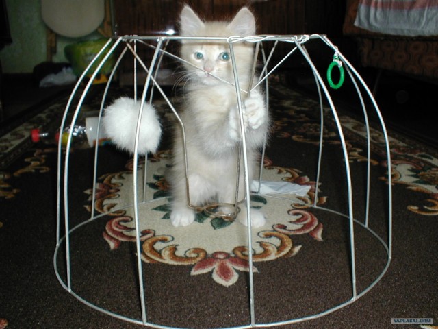 Котовторник   5.06.2012