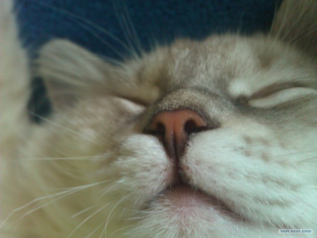 Котовторник 07.08.2012