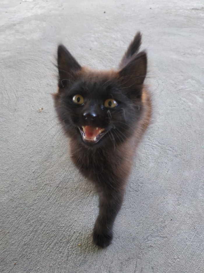 Девять причин, почему вам срочно надо завести кота