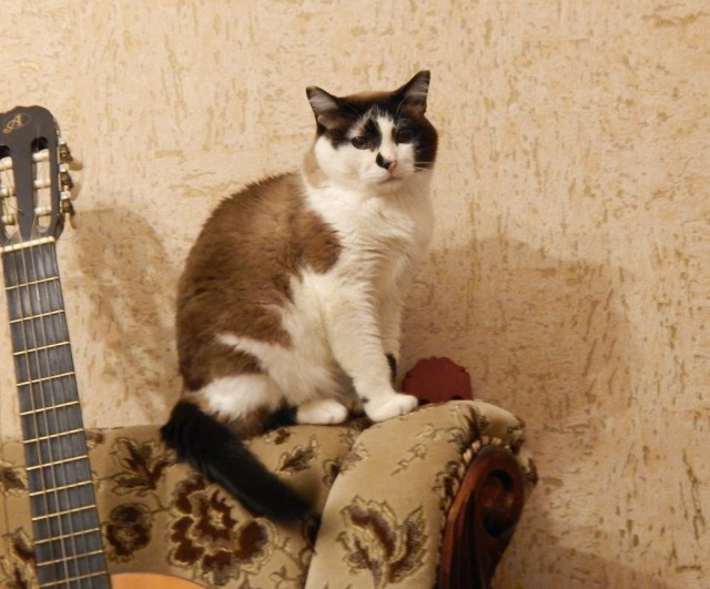 Про прапора, кота