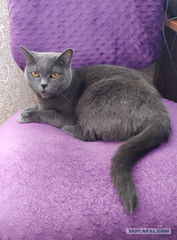 Котовторник 24 11 2020