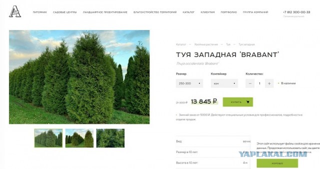 У жителей Приморского района Петербурга украли елки, чтобы посадить их у храма
