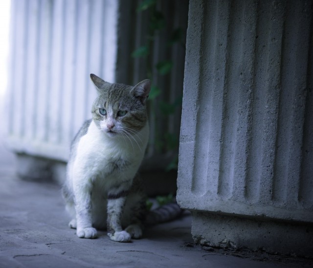 Котовторнику быть!