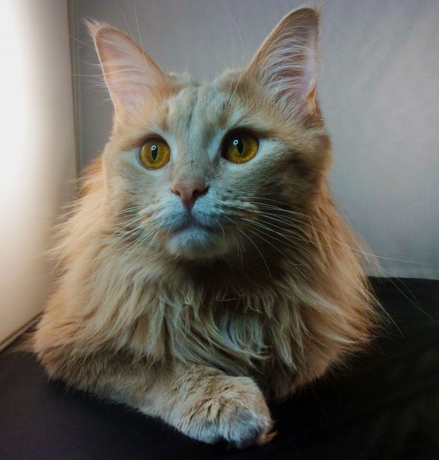 Кот и точка