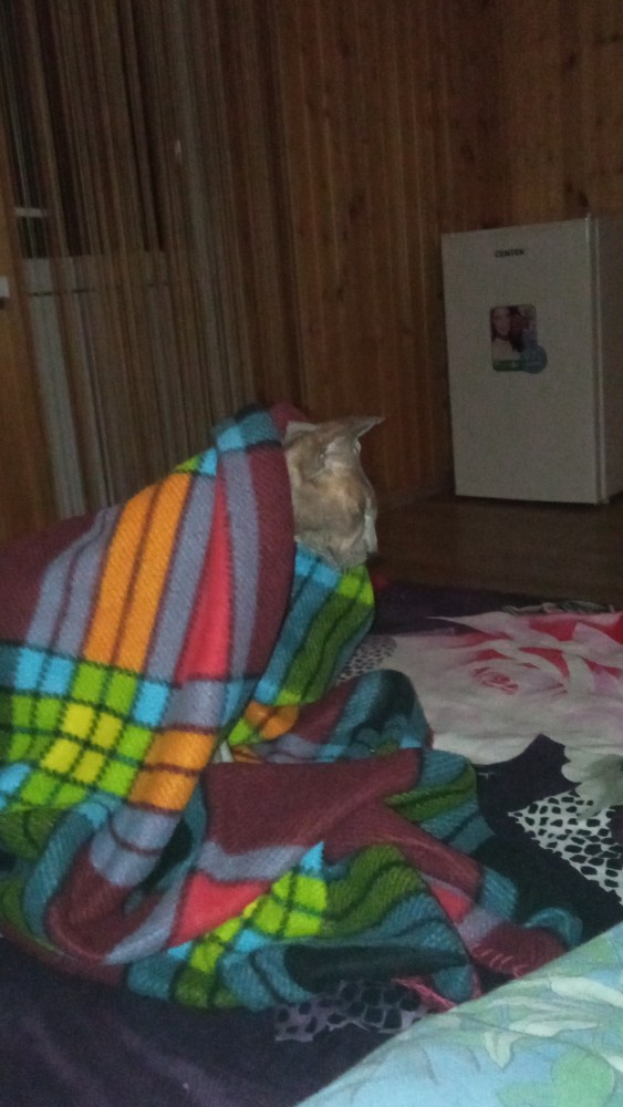 Память прекрасного друга.