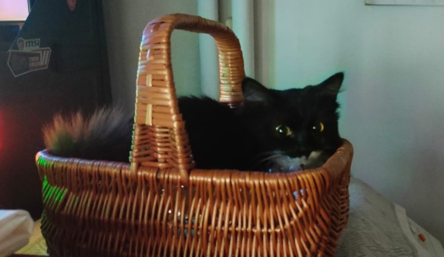 Вторник. Котэ. Пора