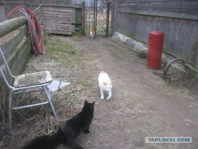 Жизнь домашнего приюта для котеек 384