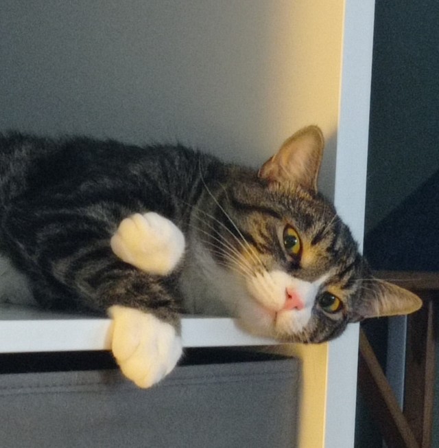 К котовторнику