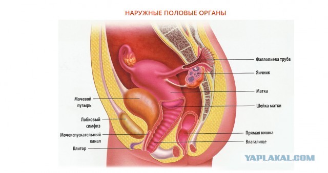 Женщины могут испытывать по три вида оргазма