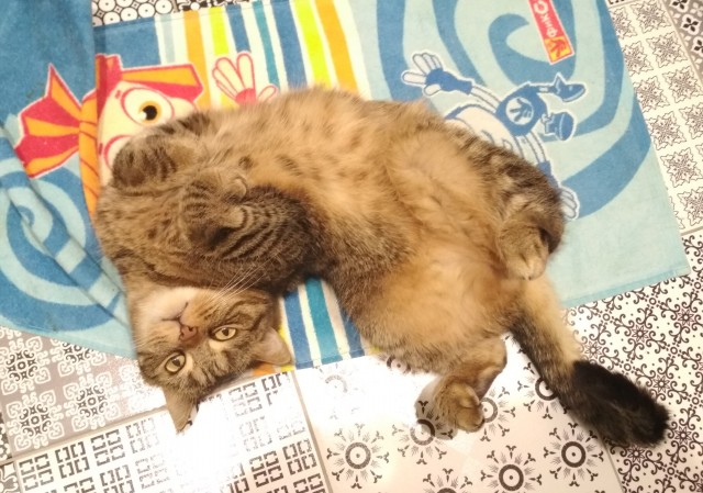 "Скатина"