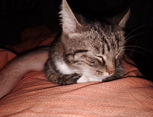 А как вы спите с котиком?