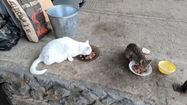Уличный котей - 1, домашний котей +1
