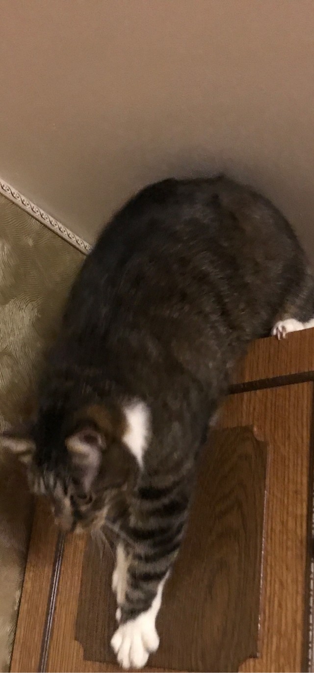 Коточетверг!