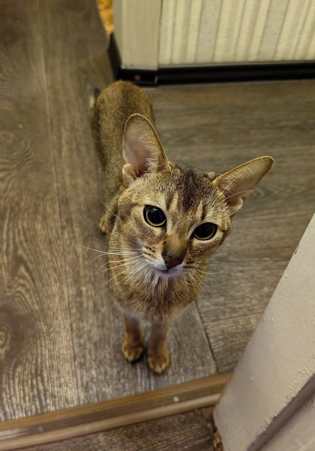 Котовторник
