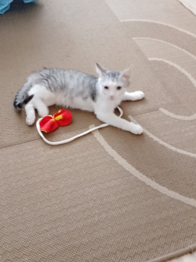 Жизнь домашнего приюта "Котоленд" 430