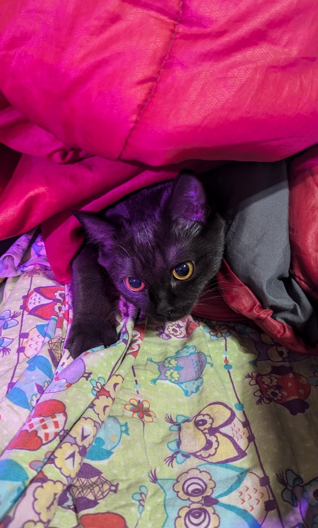 Котовторник 05/11/2024