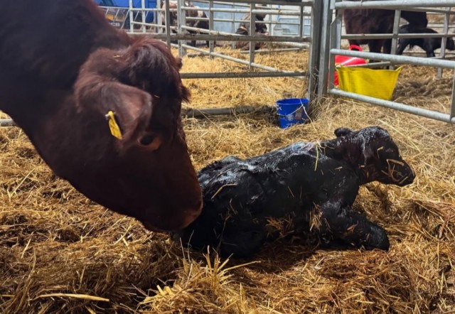 Веселая ферма: Забава. Знакомство