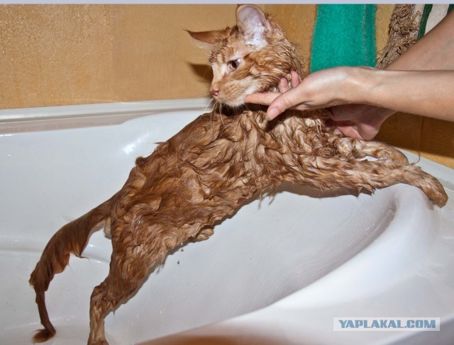 Немного о  Мейн Куне.