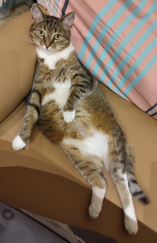 Это что, котовторник?