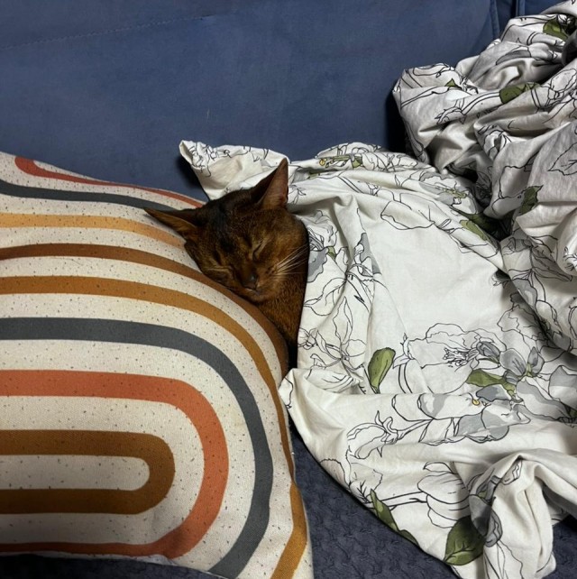Спящих котеек тред