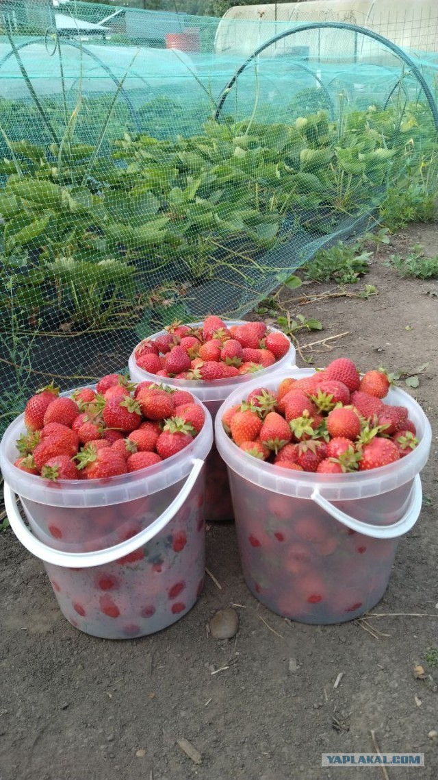 Маленькая, но вкусная..