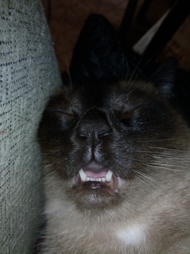 Спящих котеек тред