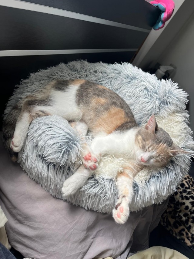 80 г => 3,1 кг (котовторник)