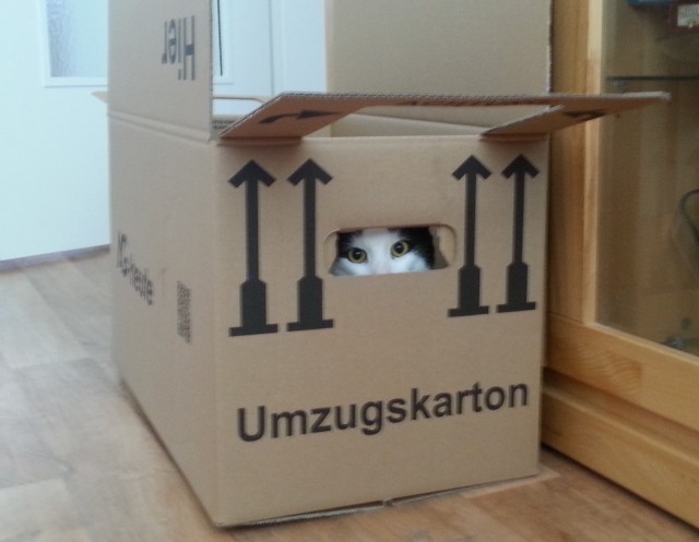 Коты и коробки