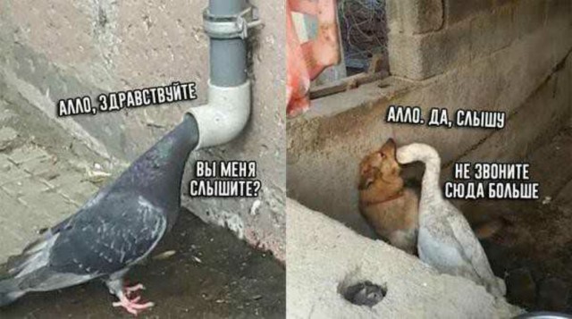 - Смотри какой старинный телефон у меня есть! Аллё?