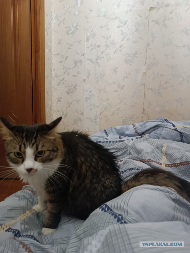 Пристраиваю котэ. Альтернатива - усыпление.