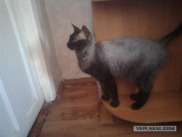 Котовторник 8.10.2013