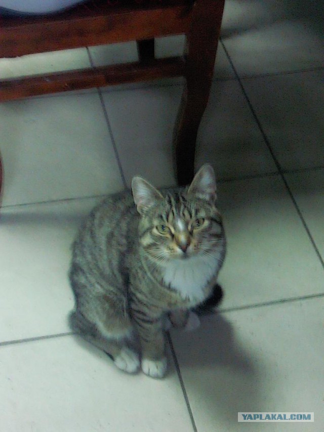 Котовторник 15.07.2014.