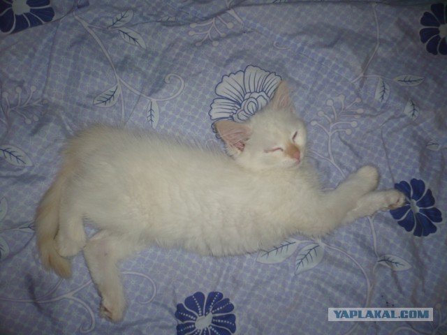 Мой пропавший Кот
