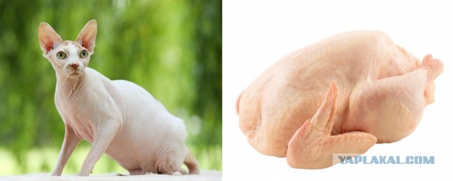 Если есть кошачье ню, то оно выглядит вот так...