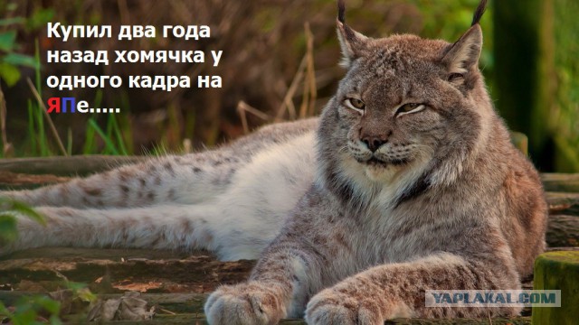 Как я  Мейн-Куна на ЯПе покупал