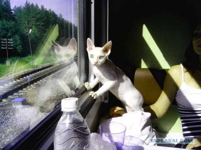 Котовторник 28.07.2015