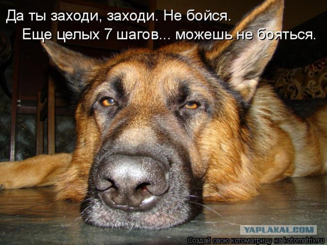 Собакочетверг 17.09.2015