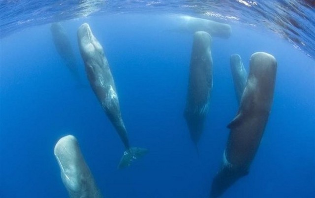 Удивительный мир в 20 фотографиях