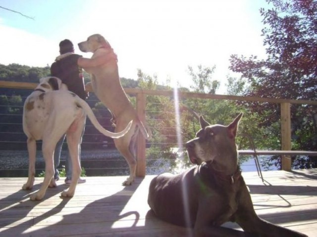 Собакочетверг же, ау!