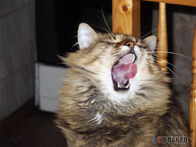 Коты, кошки, котята