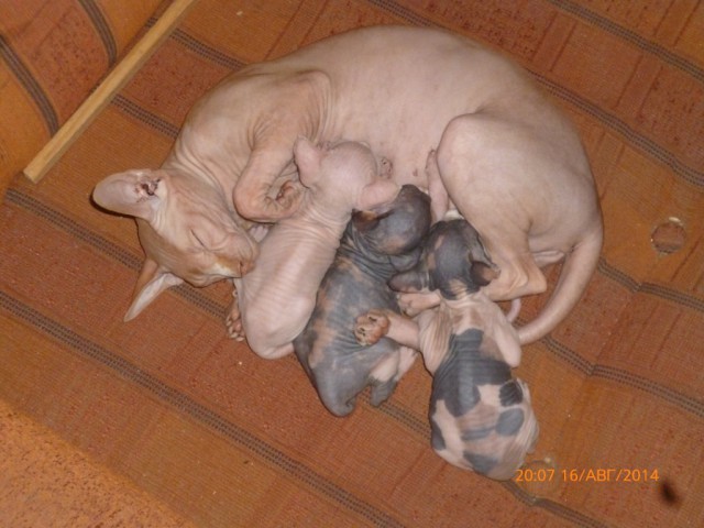 Мой кот, мои правила!