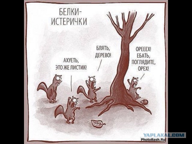 Попы прилетели