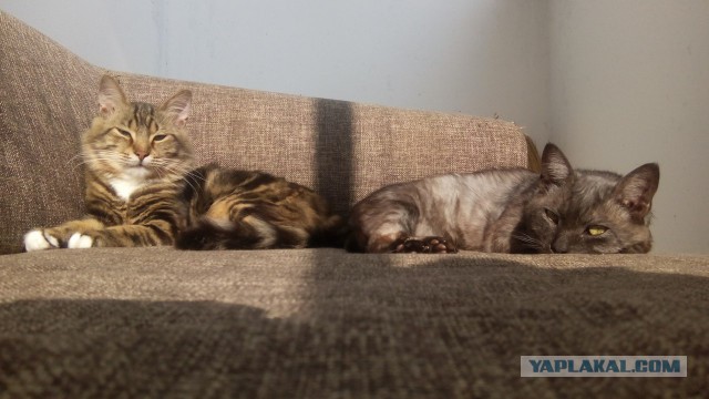 Когда два кота
