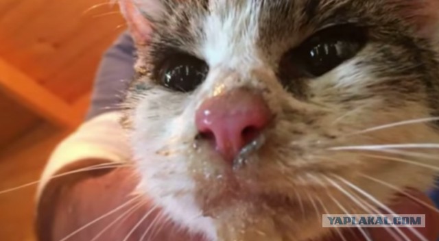 В Италии из-под завалов достали живую кошку через пять дней после землетрясения
