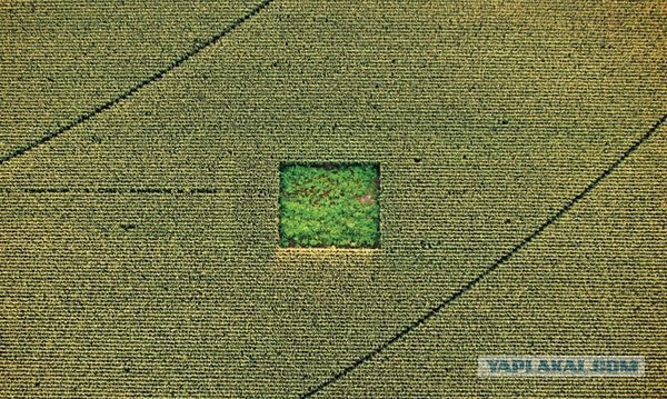 Сад конопли в кукурузном поле.