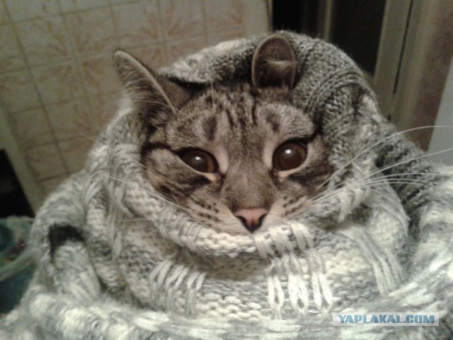 Котовторник 08.11.2016