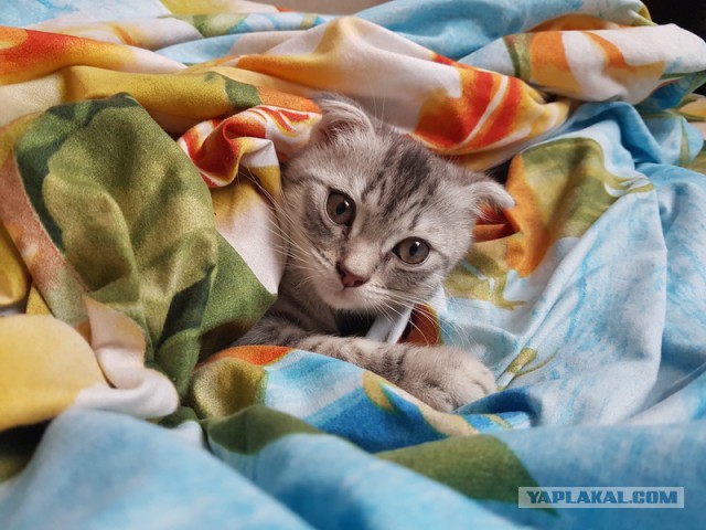 Котовторник 28.02.2017
