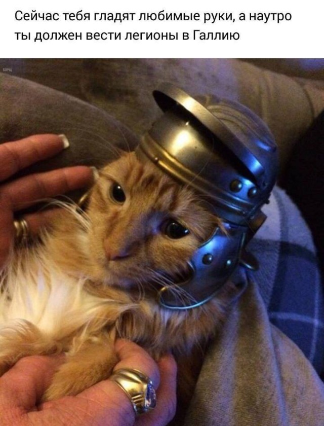 Коты и Кошки